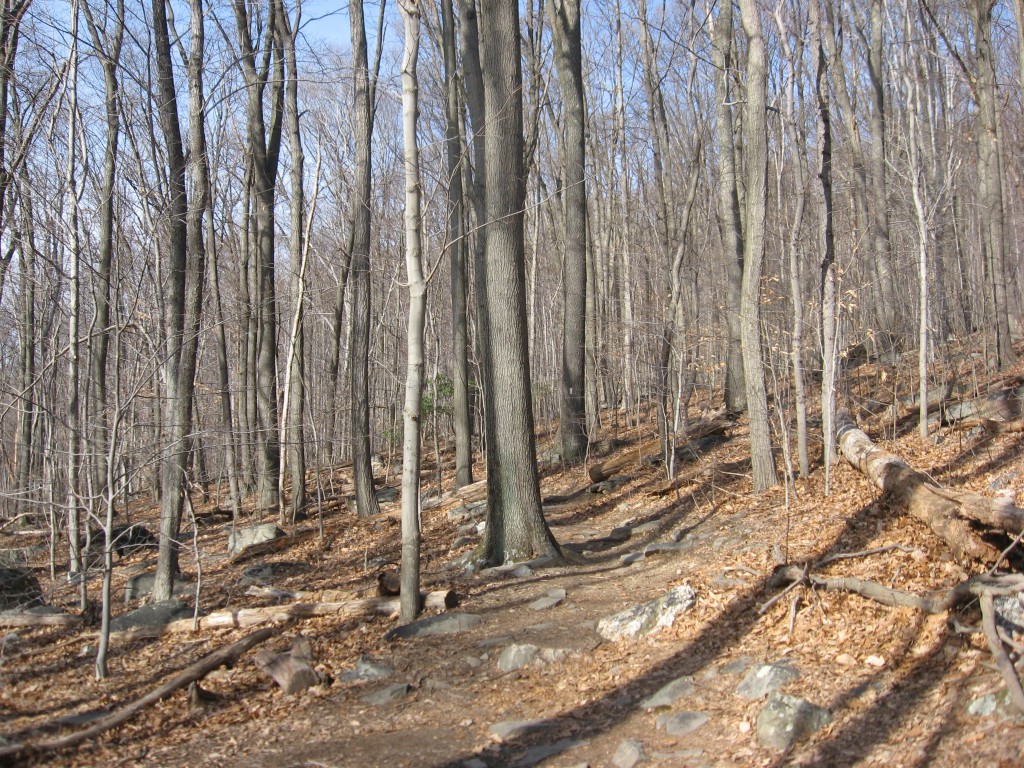 The upland Oak-Beech forest in Weverton Maryland