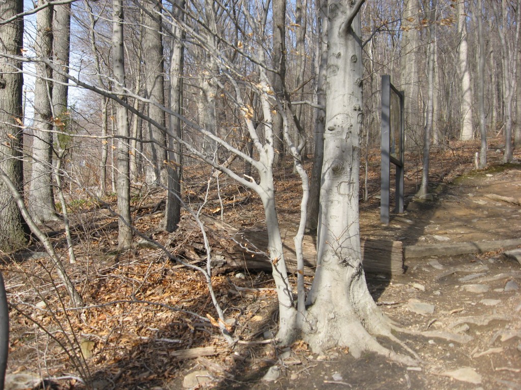 Fagus grandifolia, American Beech, Weverton Maryland