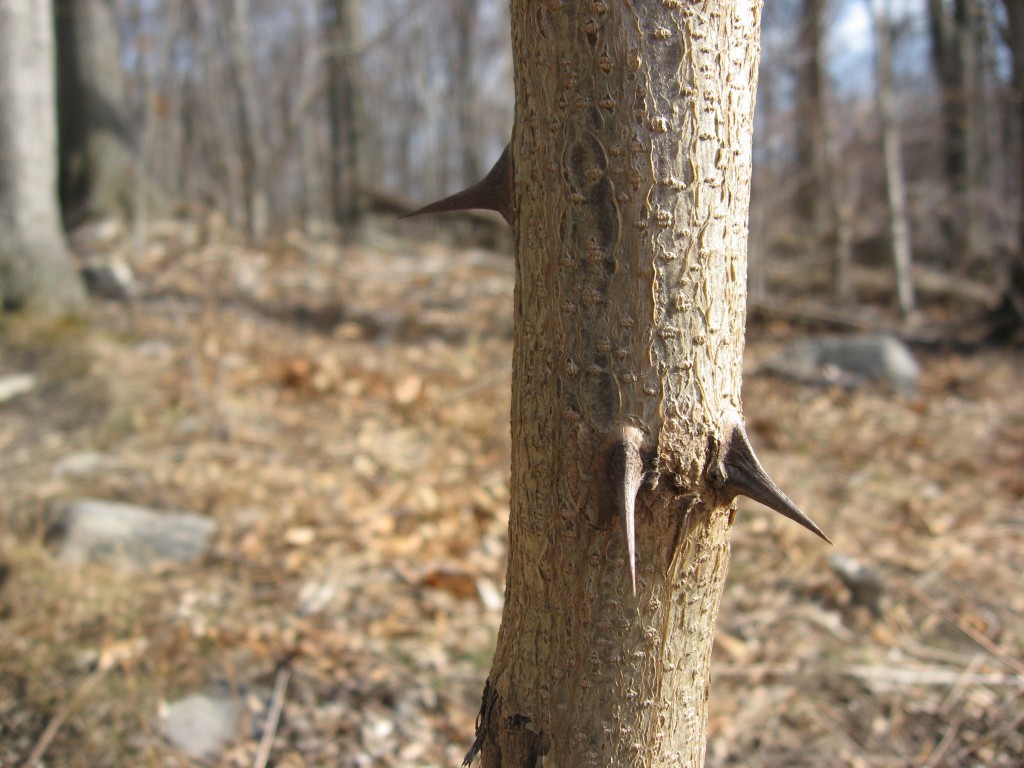 Tree with spines Weverton Maryland