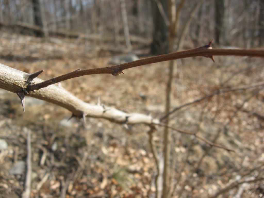 another angle of the tree with spines.  The branches