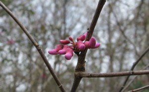 Cercis canadensis - Augusta, Georgia