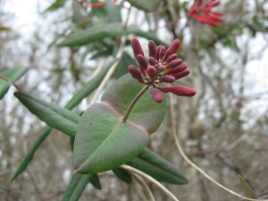 Lonecera sempervirens - our native honeysuckle - I-20 Georgia Welcome Center - Augusta, Georgia