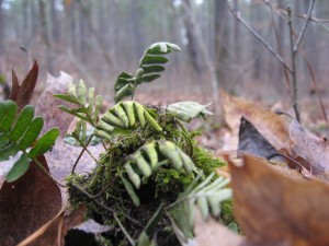 "Resurrection Fern" -Oconee National Forest, Georgia