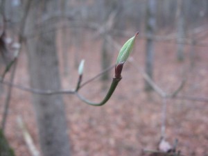 Cornus florida - Dogwood - Oconee National Forest, Georgia