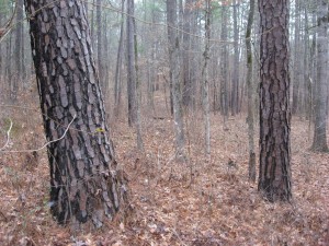 Oconee National Forest, Georgia