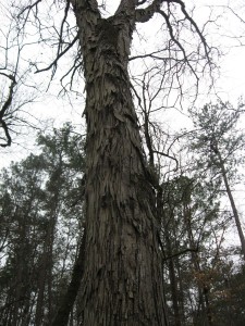 Shagbark Hickory, Oconee National Forest, Georgia