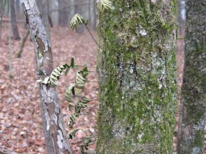 Resurrection fern, Oconee National Forest, Georgia