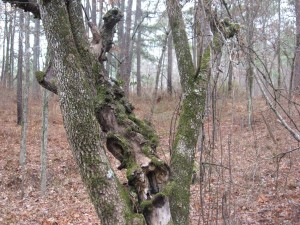 Dogwood in the wild, Oconee National Forest, Georgia