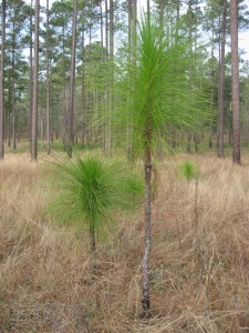 Longleaf Pine begins its ascent into the canopy, near Thomasville Georgia