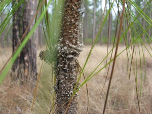 Longleaf Pine- detail of the young trunk, near Thomasville Georgia