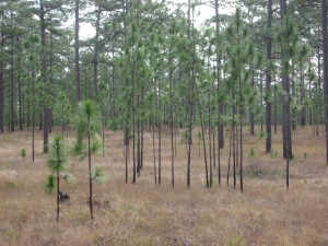 Longleaf Pine- young trees, near Thomasville Georgia