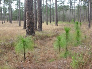 Longleaf Pine- young trees, near Thomasville Georgia