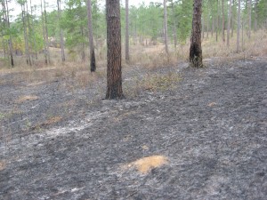 Recent prescribed burn, near Thomasville, Georgia