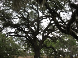 Live oak, near Thomasville Georgia