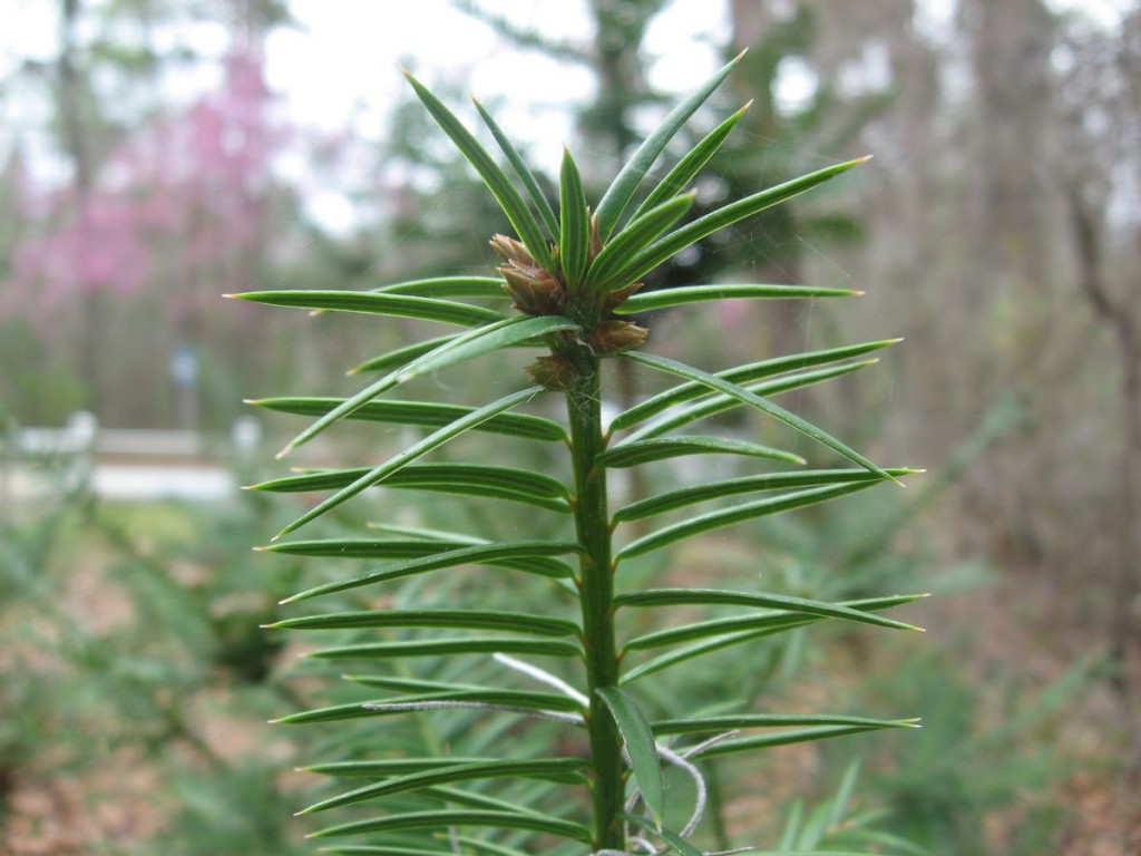 Torreya Taxifolia, Turreya State Park, near Bristol Florida