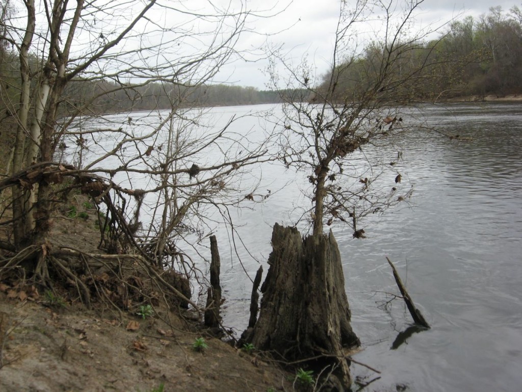 A Sycamore tree holds on, growing through its former grand trunk as the Appalachicola River rounds a wide bend on its way into the Gulf Of Mexico