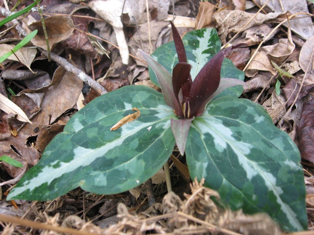 Trillium underwoodii, Torreya State Park Florida. A welcome sight after spending a long snowy winter in Philadelphia Pennsylvania removing noxious invasive Multiflora-Rose from Morris Park