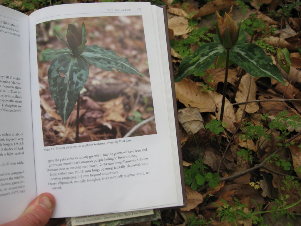 Many, many thanks to Frederick W. Case and Roberta B. Case for enlightening us about Trilliums, and showing us a world we had no idea existed. Here we discover for the first time, Trillium decipiens