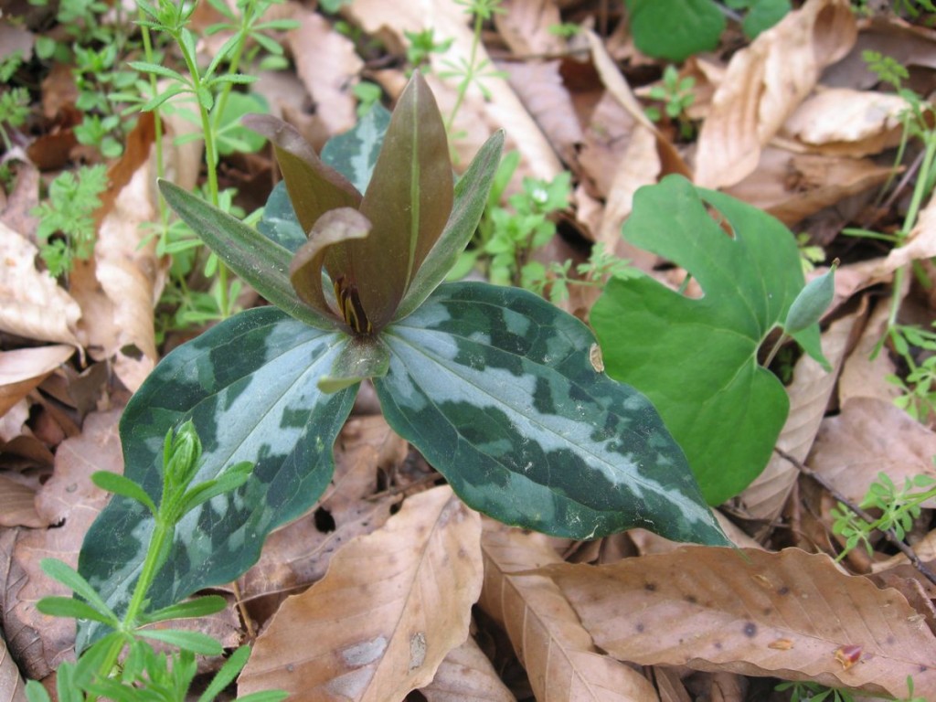 Trillium decipiens with Bloodroot, (Sanguinaria canadensis), Marianna, Florida