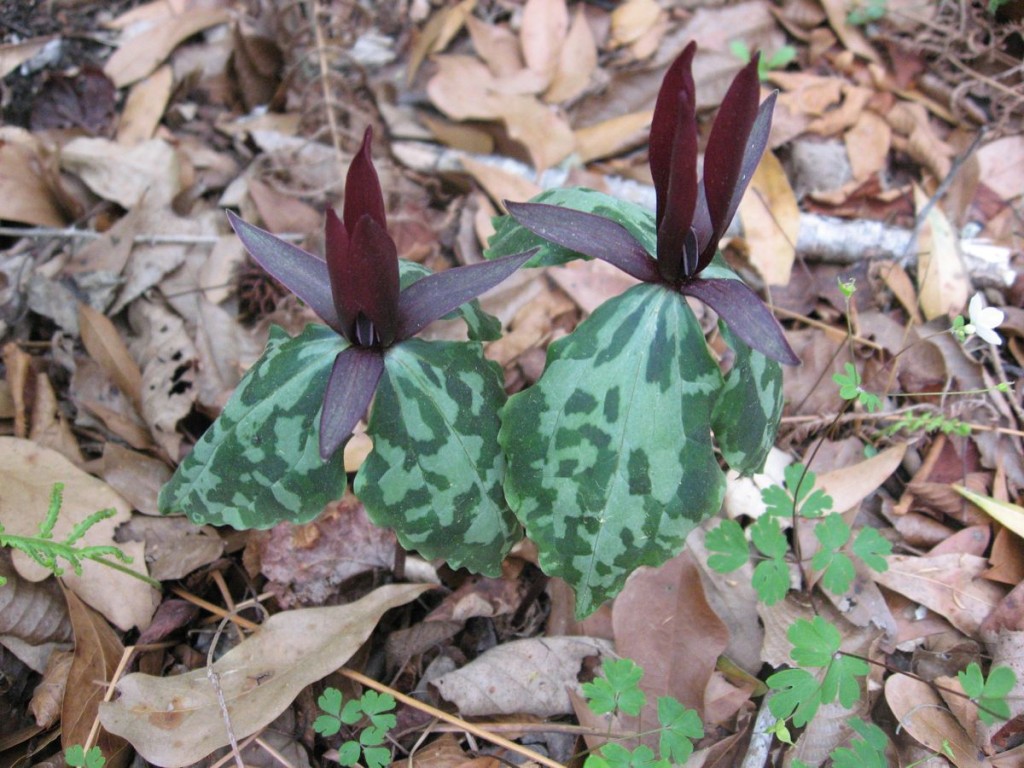 Trillium maculatum in full bloom. This flower has a stunning rich maroon color that contrasts nicely with its mottled green leaves.  Florida Caverns State Park, Marianna, Florida