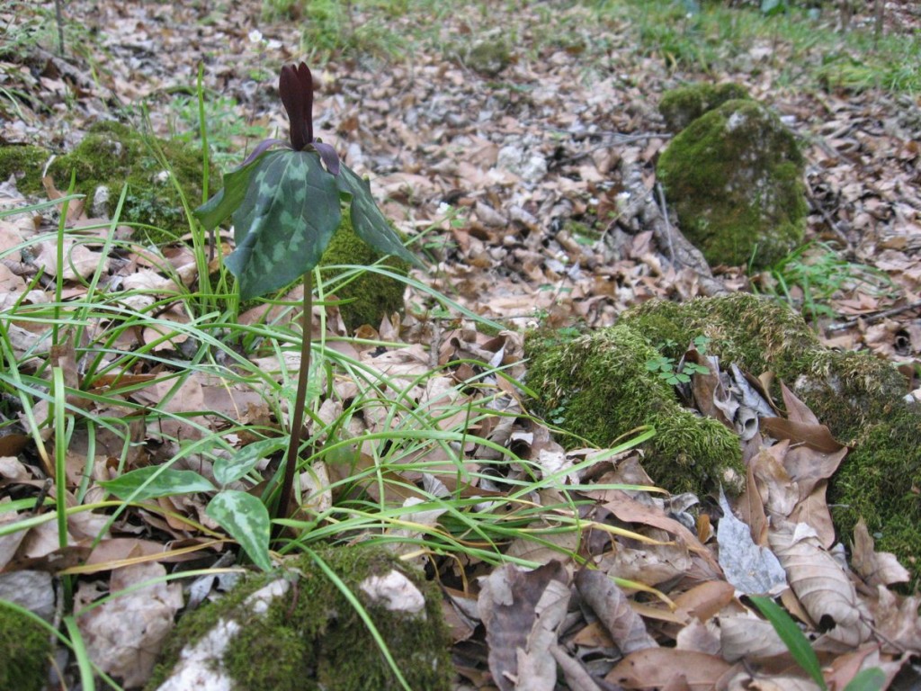 Trillium maculatum on a calcareous bluff, Marianna Florida