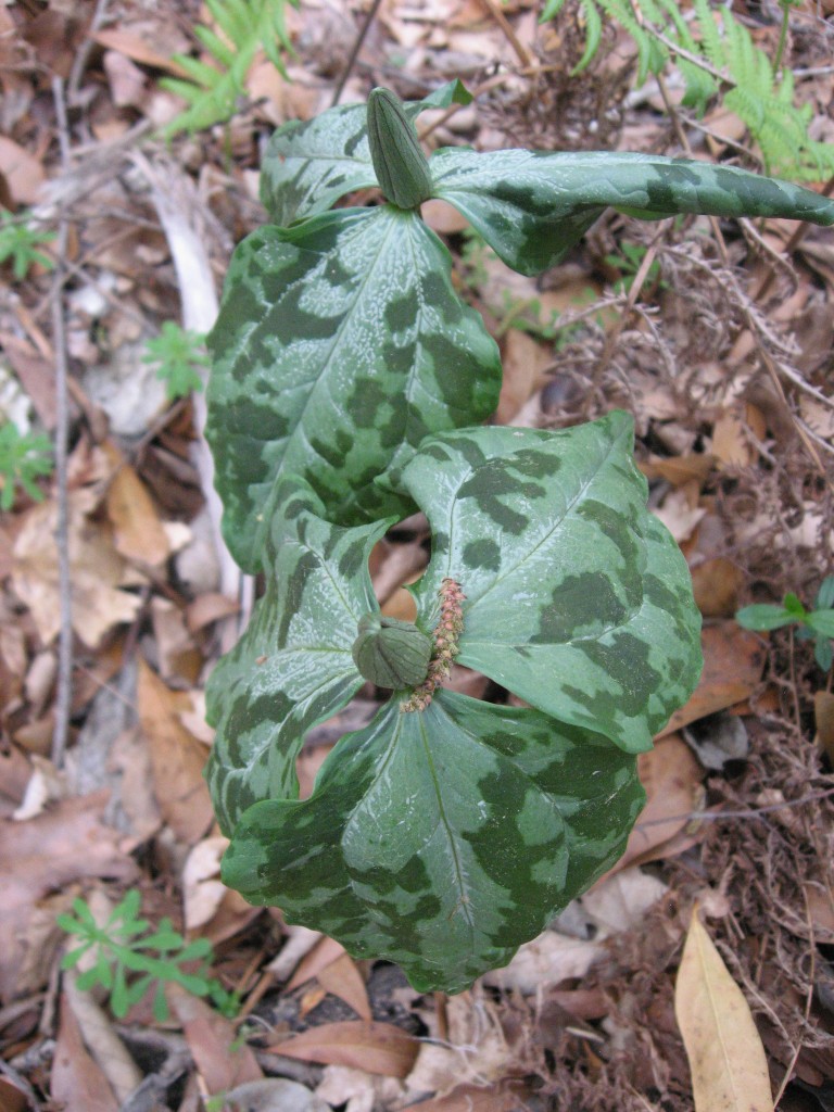 Trillium maculatum, Marianna, Florida