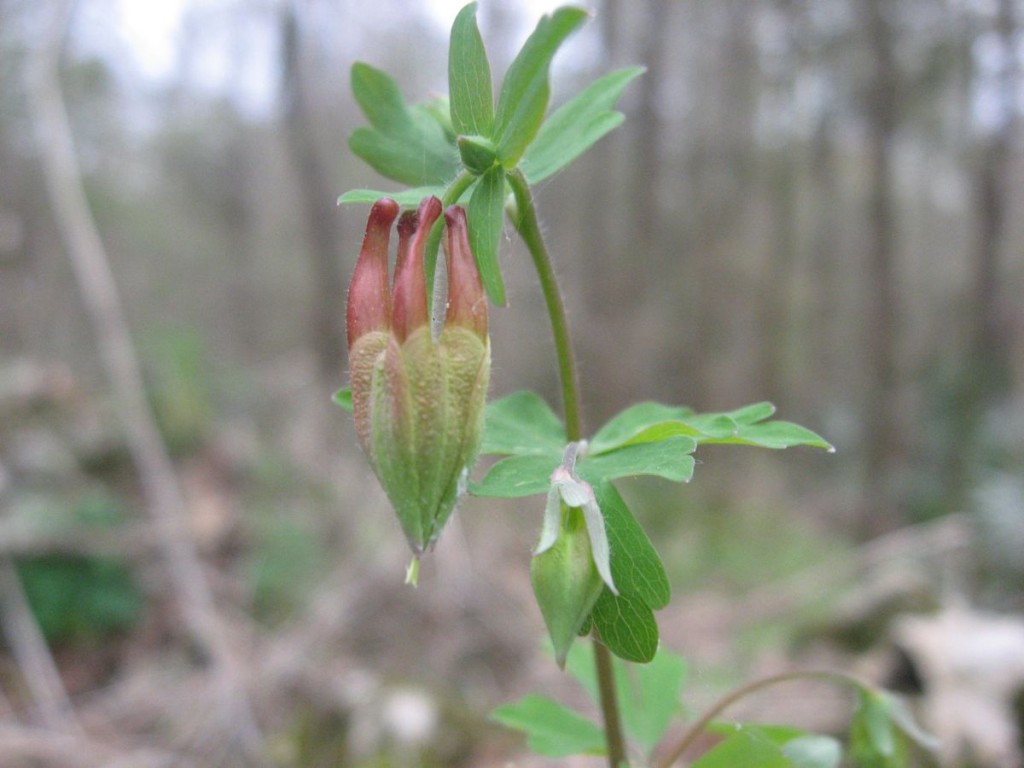 Aquilegia canadensis,  Marianna, Florida