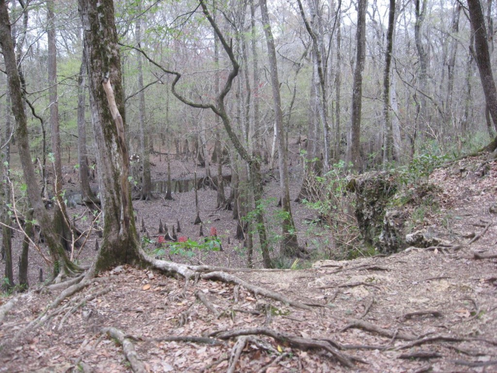 Limestone cliffs make a short drop to a broad floodplain with Cypress trees