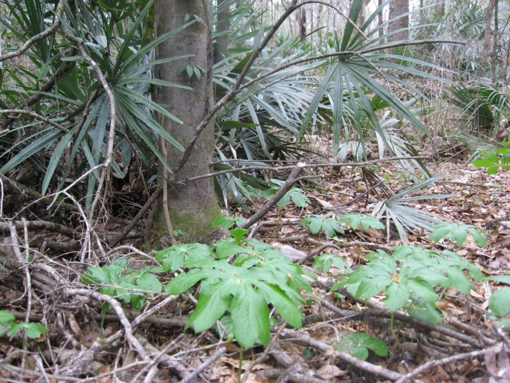 Podophyllum peltatum, Marianna, Florida. 