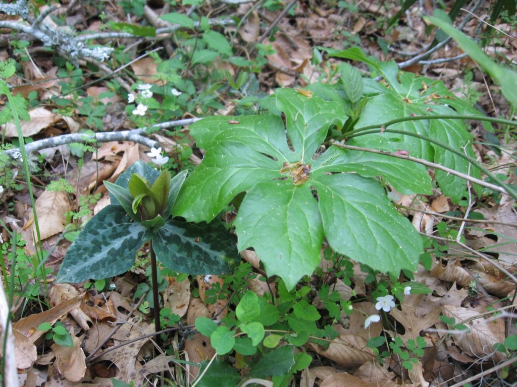 Podophyllum peltatum with Trillium decipiens. Just growing there as they always have been in the wild.  Florida Caverns State Park, Marianna, Florida