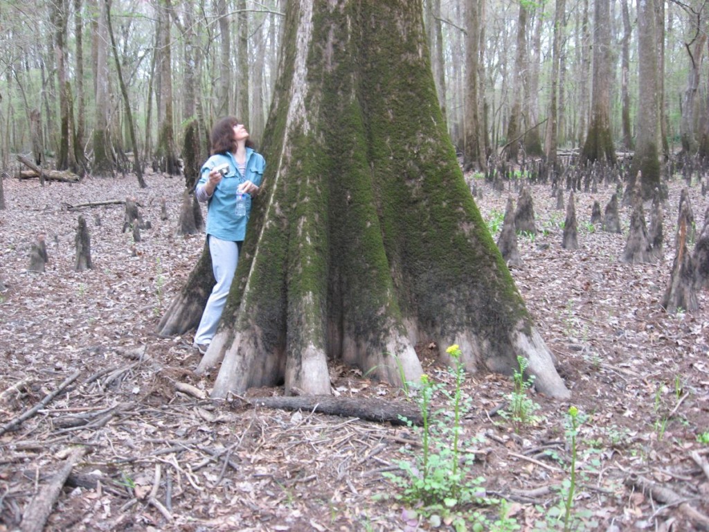 Isabelle Dijols inspects the Cypress Trees. Marianna, Florida