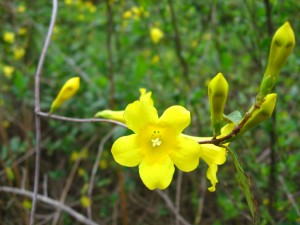 Carolina jasmine, Thomasville Georgia