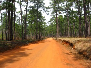 Old-growth Forest, Thomasville, Georgia