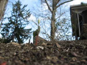 The lone, cultivated specimen of Bloodroot in the Spring of 2010. Morris Park Road, Philadelphia Pa