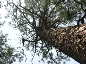 Old-growth Forest, Thomasville, Georgia