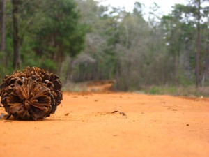 Old-growth Forest, Thomasville, Georgia