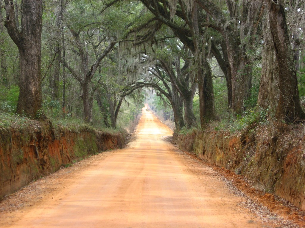 A canopied road of Live Oaks near Thomasville, Georgia