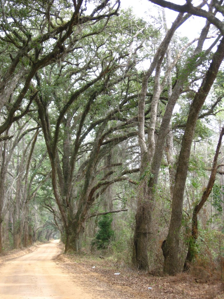 A canopied road of Live Oaks near Thomasville, Georgia