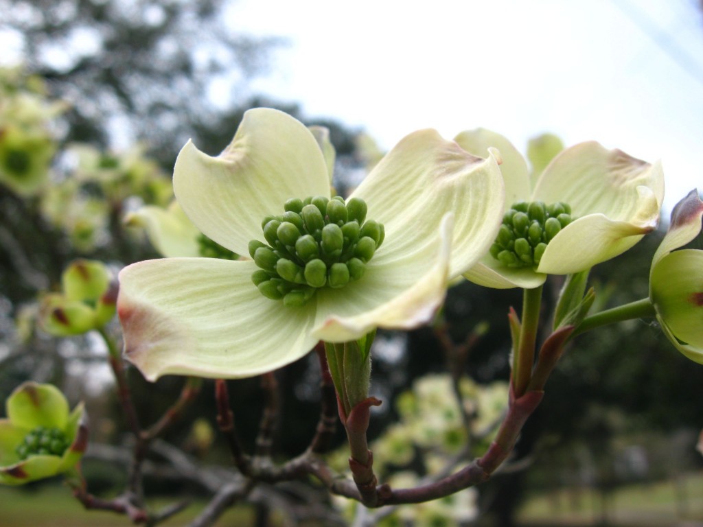 Cornus florida - Flowering Dogwood - Thomasville, Georgia