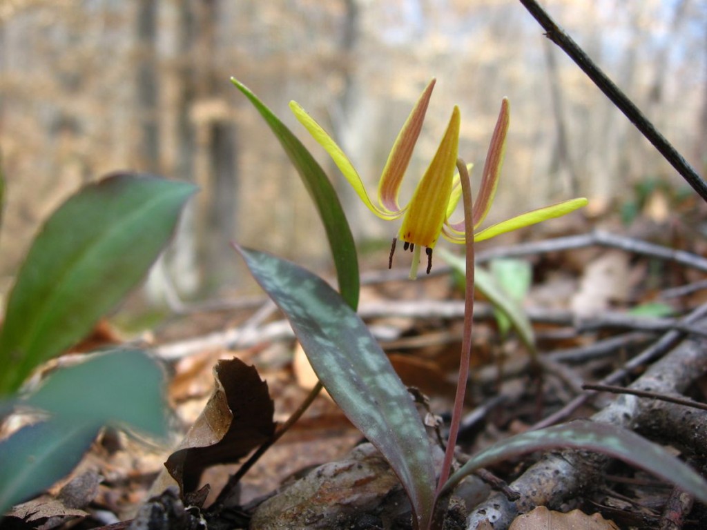 Trout Lily Sumter National Forest near Edgefield South Carolina