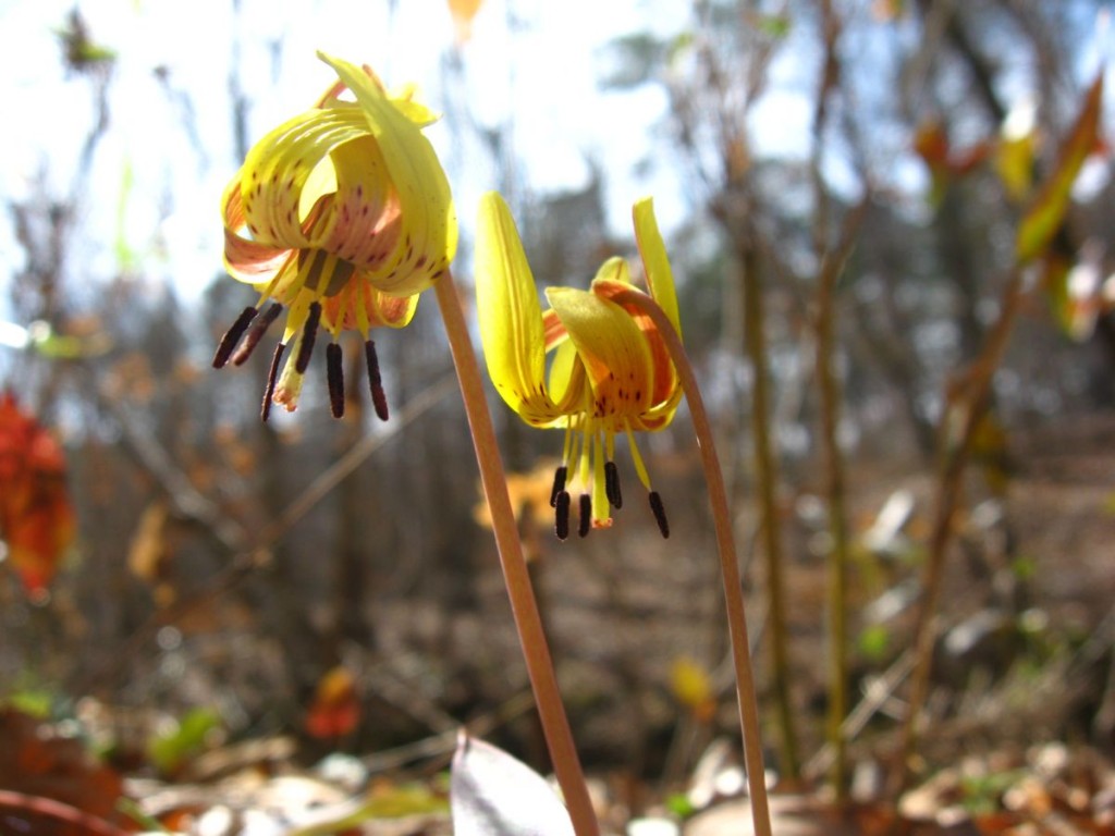 Trout Lily Sumter National Forest near Edgefield South Carolina