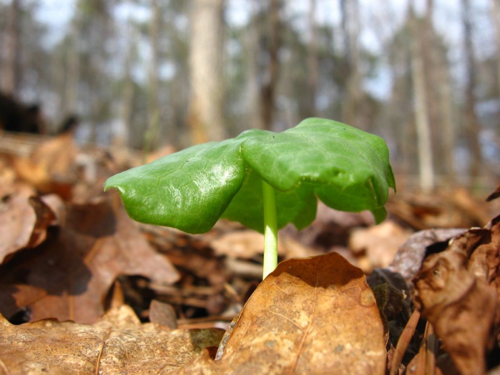 Podophyllum peltatum emerging from the earth - Sumter National Forest, South Carolina
