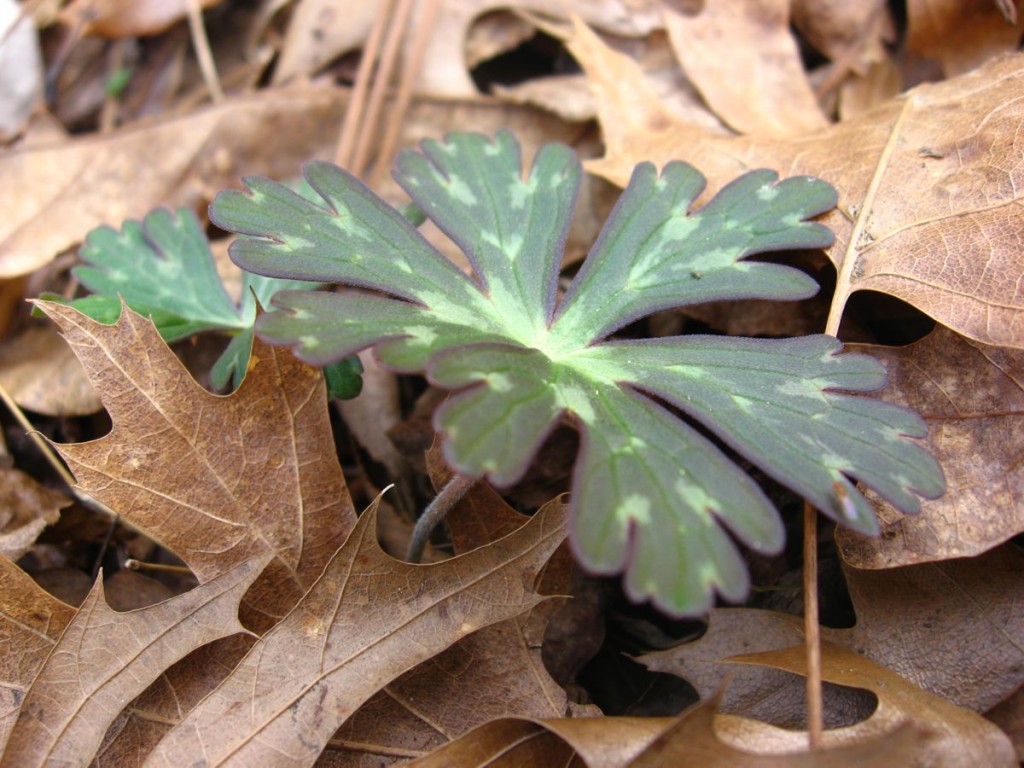 Geranium maculatum - Sumter National Forest, South Carolina