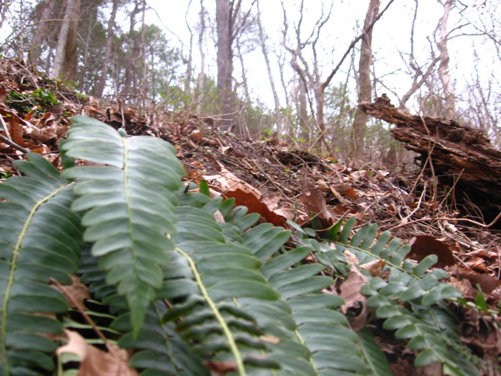 Christmas Fern hanging off the river banks - James River State Park, Virginia