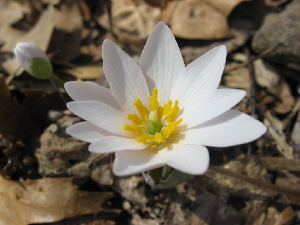 Sanguinaria canadensis (Bloodroot) blooms in Morris Park