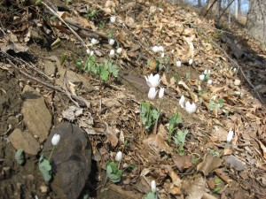 Sanguinaria canadensis, blooming Bloodroot in Pennypack Park, march 20th, 2011