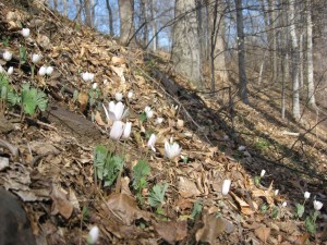 The hillside of Sanguinaria canadensis, Pennypackpark, Philadelphia