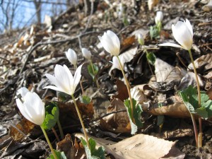 Sanguinaria canadensis, blooming Bloodroot in Pennypack Park, march 20th, 2011