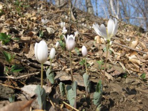 Sanguinaria canadensis, Pennypack Park