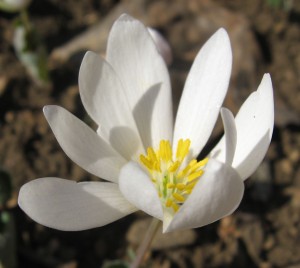 Sanguinaria canadensis, Pennypack Park